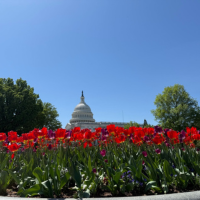 advocacy day chimera 1